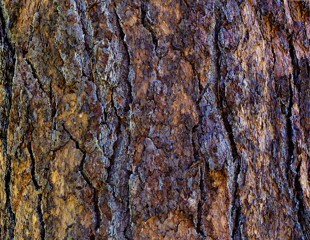 Ponderosa 18-9415.jpg
